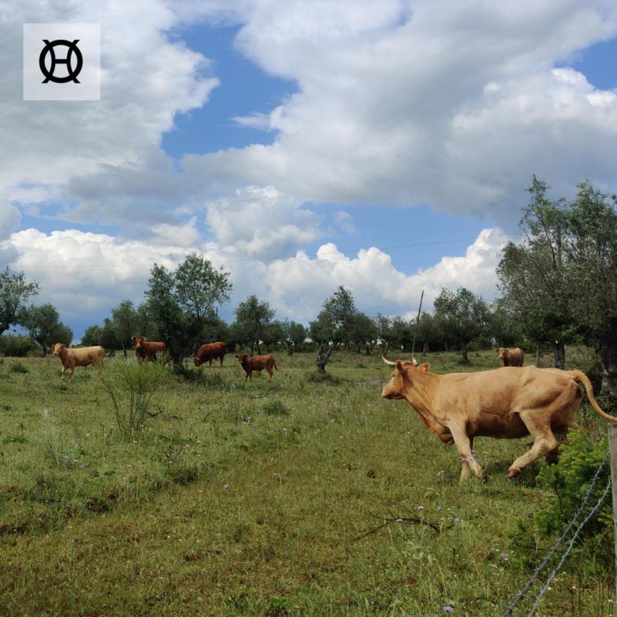Herdade Da Ordem Cabeço de Vide Eksteriør billede